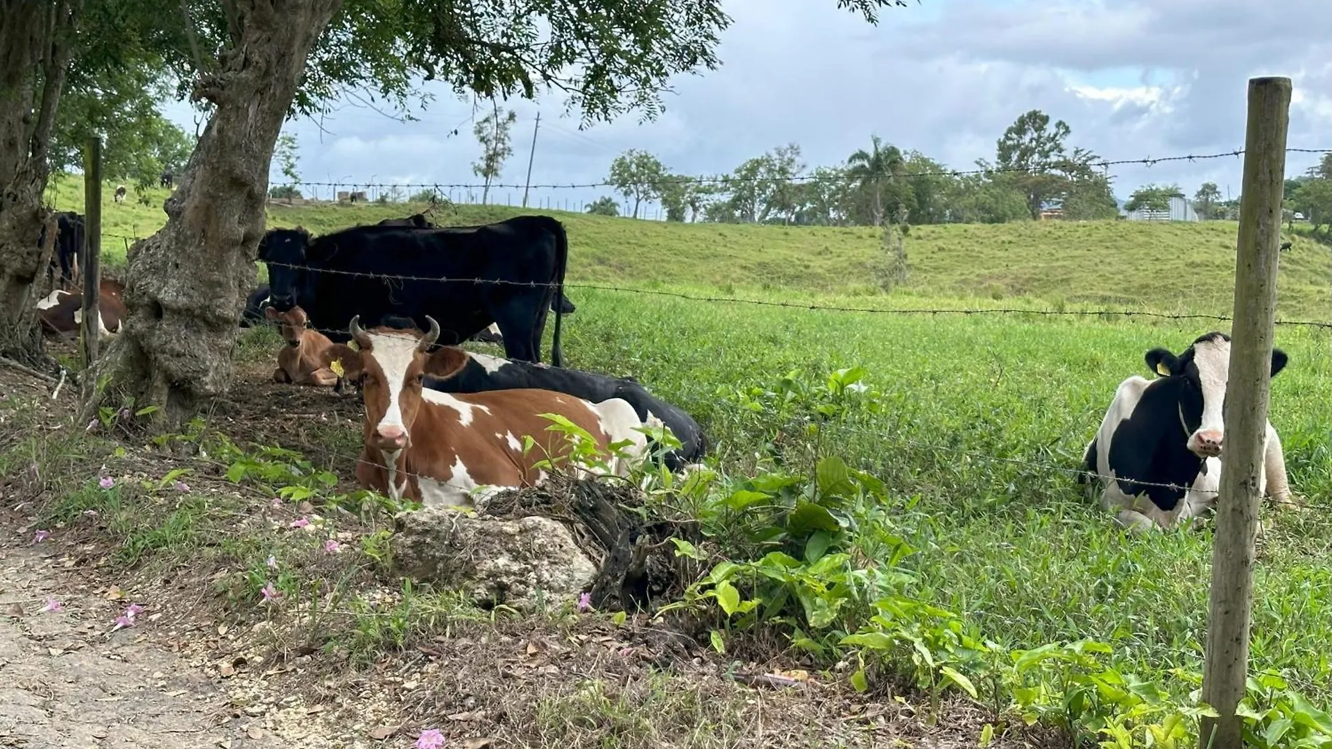 Вилла La Casita Amarilla En Utuado, Puerto Rico 0*, Utuado Пуэрто-Рико